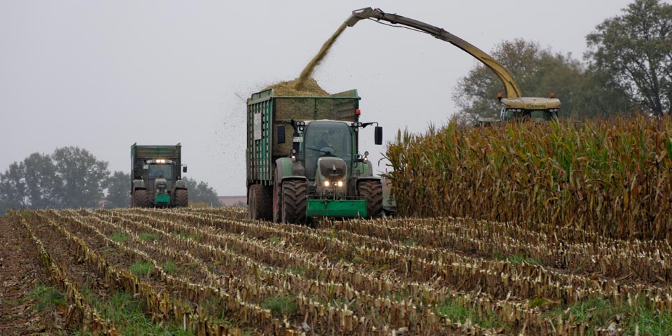 Krone BIG X 700 beim Häckseln und Überladen von Maissilage auf einen Tebbe-Tandem-Silotrailer